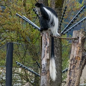 Mantled guereza (Colobus guereza)
