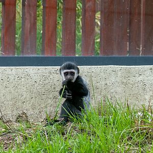 Mantled guereza (Colobus guereza)