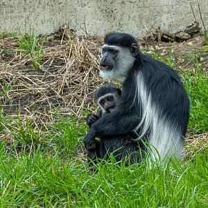Mantled guereza (Colobus guereza)