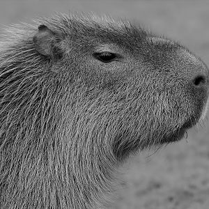 Capybara (Hydrochoerus hydrochaeris)