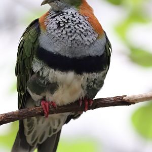 Superb fruit-dove (Ptilinopus superbus)
