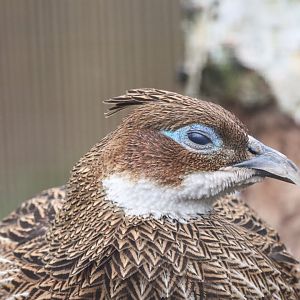 Himalayan Monal, Female (Lophophorus impejanus)