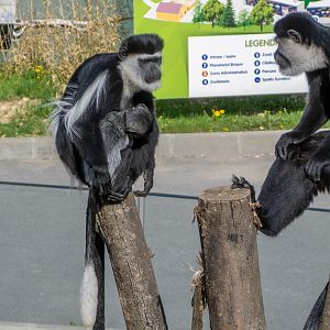 Mantled guereza (Colobus guereza)