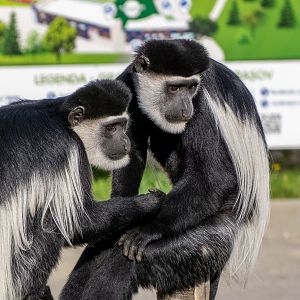 Mantled guereza (Colobus guereza)