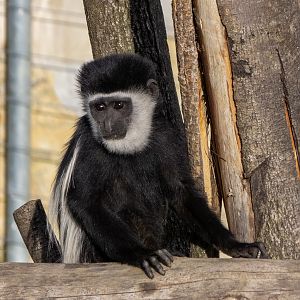 Mantled guereza (Colobus guereza)