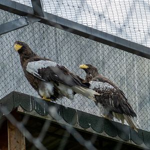 Steller's sea eagle (Haliaeetus pelagicus)