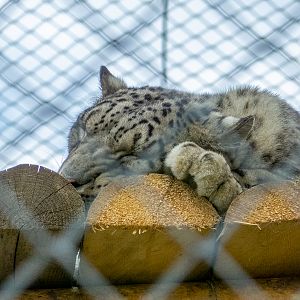 Snow leopard (Panthera uncia)