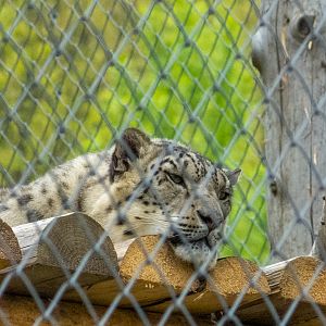 Snow leopard (Panthera uncia)