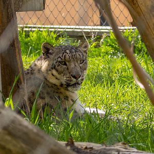 Snow leopard (Panthera uncia)