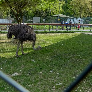 Common ostrich (Struthio camelus)
