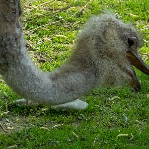 Common ostrich (Struthio camelus)