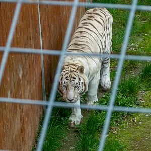 Tiger (Panthera tigris)