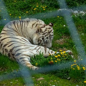Tiger (Panthera tigris)