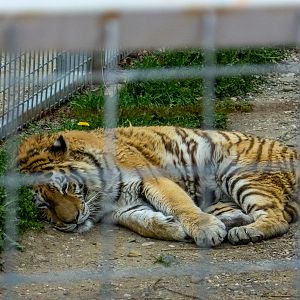 Tiger (Panthera tigris)