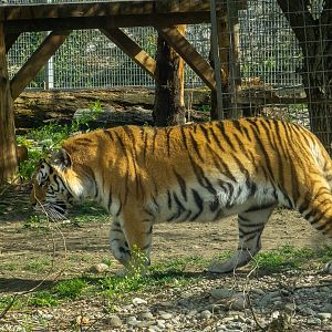 Tiger (Panthera tigris)