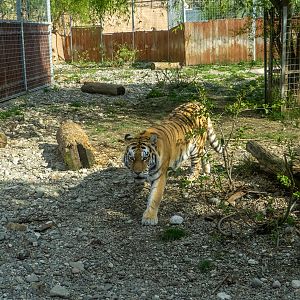 Tiger (Panthera tigris)