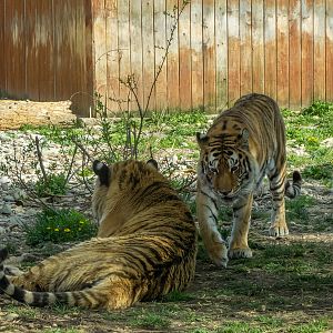 Tiger (Panthera tigris)