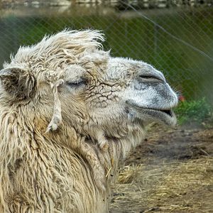 Bactrian camel (Camelus bactrianus)