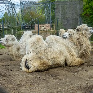 Bactrian camel (Camelus bactrianus)
