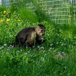 Colombian white-faced capuchin (Cebus capucinus)
