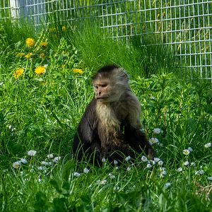 Colombian white-faced capuchin (Cebus capucinus)