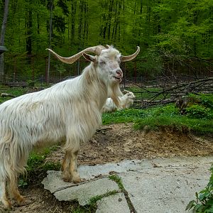 Domestic Goat