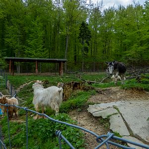 Domestic Goat and domestic donkey