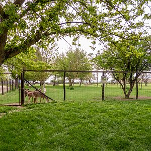 enclosure of deers
