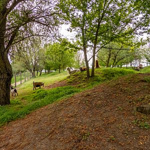 enclosure of ungulates