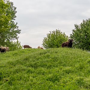 enclosure of ungulates