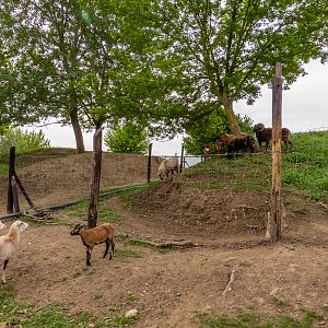 enclosure of ungulates