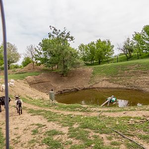 enclosure of ungulates