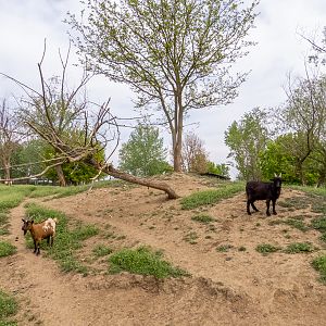 enclosure of ungulates