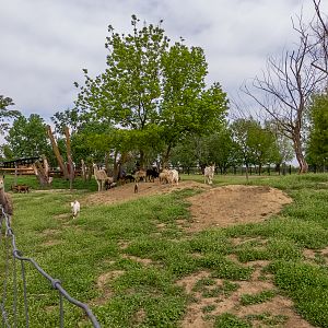enclosure of ungulates