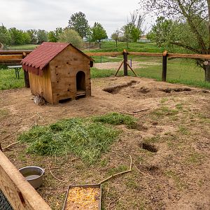enclosure of rabbits