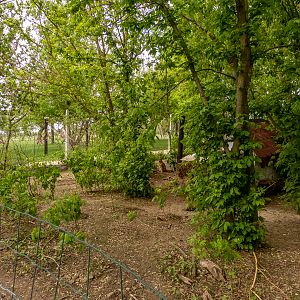 enclosure of wallabies