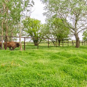 enclosure of european bison