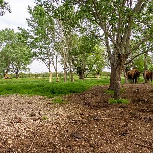 enclosure of european bison