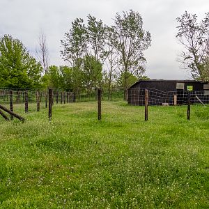 enclosure of Miniature Zebu