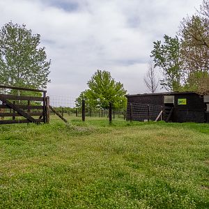 enclosure of Miniature Zebu