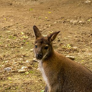 Bennett's wallaby (Notamacropus rufogriseus)