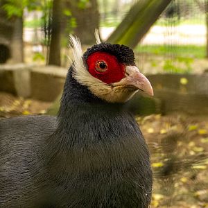 Blue eared pheasant (Crossoptilon auritum)