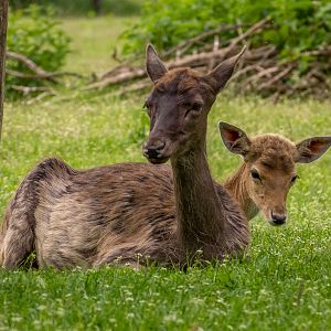 European fallow deer (Dama dama)