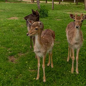 European fallow deer (Dama dama)