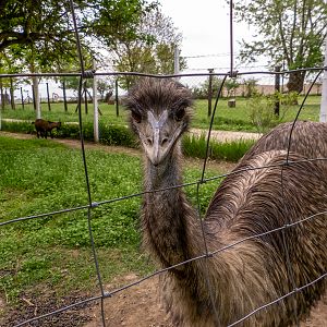 Emu (Dromaius novaehollandiae)