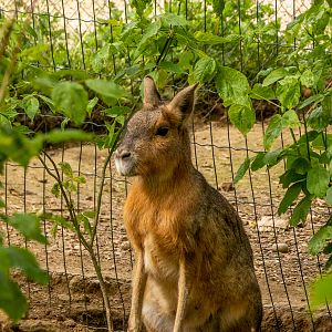 Patagonian mara (Dolichotis patagonum)