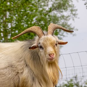 domestic goat