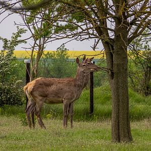 Carpathian red deer (Cervus elaphus)