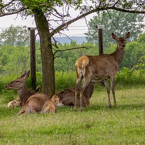 Carpathian red deer (Cervus elaphus)