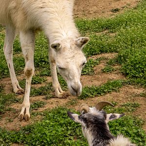 Llama and goat